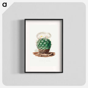 アートポスター-Echinocactus Hexaedrophorus
 - シャルル アントワーヌ ルメール Poster.