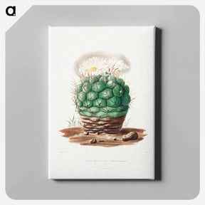 アートパネル-Echinocactus Hexaedrophorus
 - シャルル アントワーヌ ルメール Canvas.