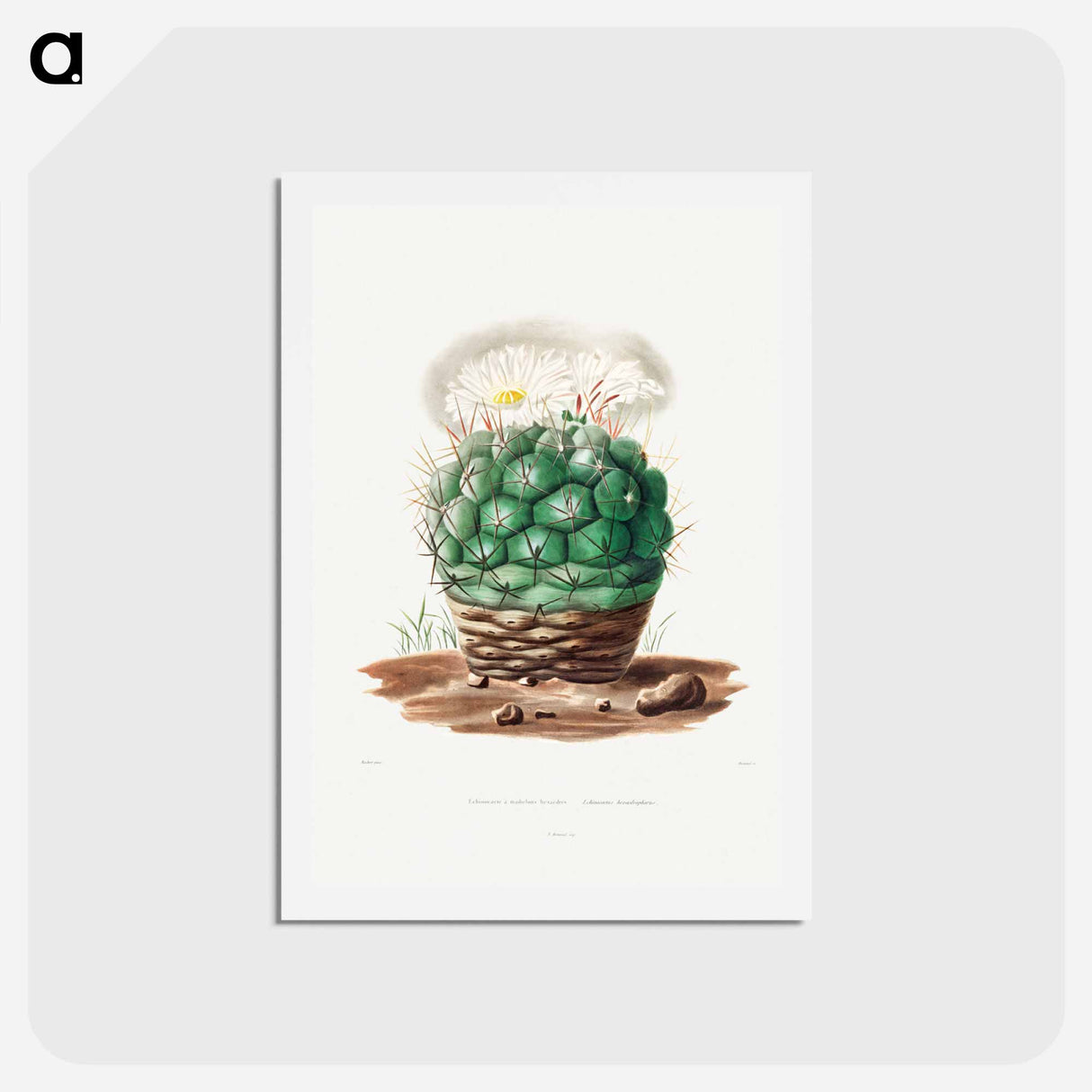 アートポストカード-Echinocactus Hexaedrophorus
 - シャルル アントワーヌ ルメール Postcard.