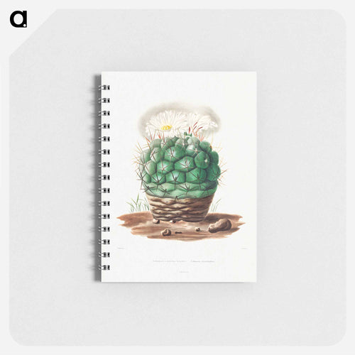 Echinocactus Hexaedrophorus
 - シャルル アントワーヌ ルメール Memo.