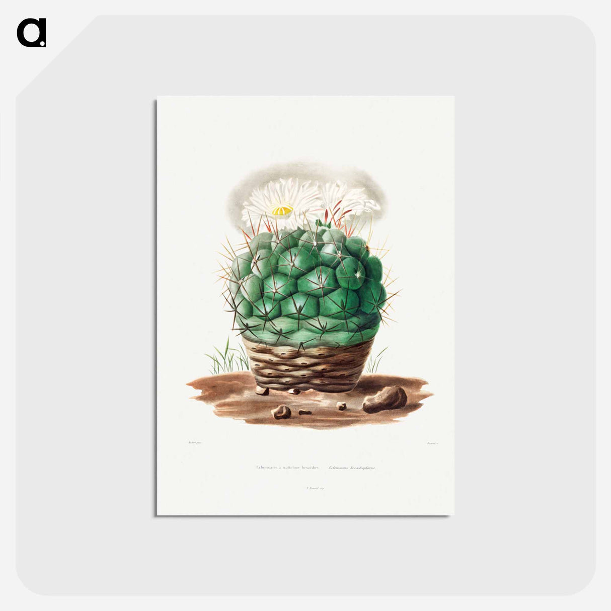 アートポストカード-Echinocactus Hexaedrophorus
 - シャルル アントワーヌ ルメール Postcard.