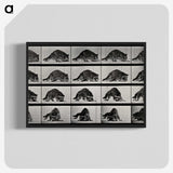 1-10_Eadweard-Muybridge_blk-crop