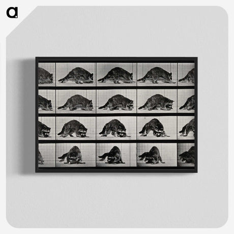 1-10_Eadweard-Muybridge_blk-crop