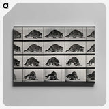 1-10_Eadweard-Muybridge_canvas