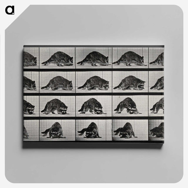 1-10_Eadweard-Muybridge_canvas