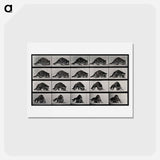 アートポストカード-Turning Raccoon
 - エドワード マイブリッジ Postcard.