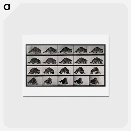 アートポストカード-Turning Raccoon
 - エドワード マイブリッジ Postcard.