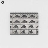 1-10_Eadweard-Muybridge_memo