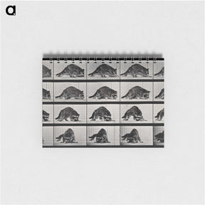 1-10_Eadweard-Muybridge_memo