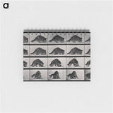 アートメモ帳-Turning Raccoon
 - エドワード マイブリッジ Memo.