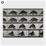1-10_Eadweard-Muybridge_picture-crop