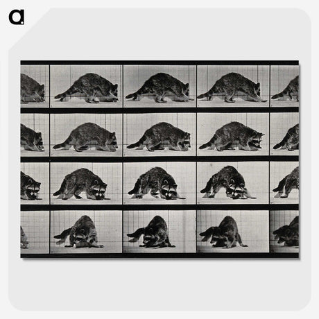 1-10_Eadweard-Muybridge_picture-crop
