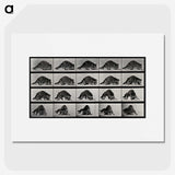 1-10_Eadweard-Muybridge_picture