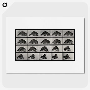 1-10_Eadweard-Muybridge_picture