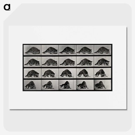1-10_Eadweard-Muybridge_picture