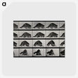 1-10_Eadweard-Muybridge_postcard