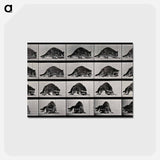 アートポストカード-Turning Raccoon
 - エドワード マイブリッジ Postcard.