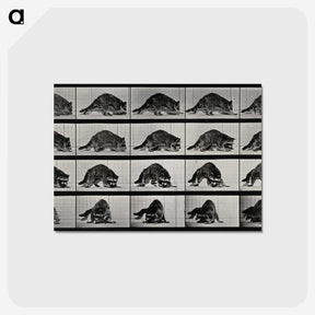 1-10_Eadweard-Muybridge_postcard