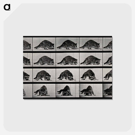 アートポストカード-Turning Raccoon
 - エドワード マイブリッジ Postcard.