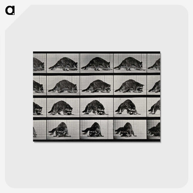 1-10_Eadweard-Muybridge_postcard