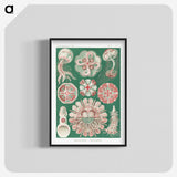1-10_Ernst-Haeckel_blk-crop