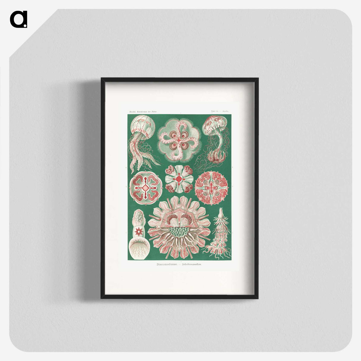 1-10_Ernst-Haeckel_blk