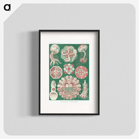 1-10_Ernst-Haeckel_blk