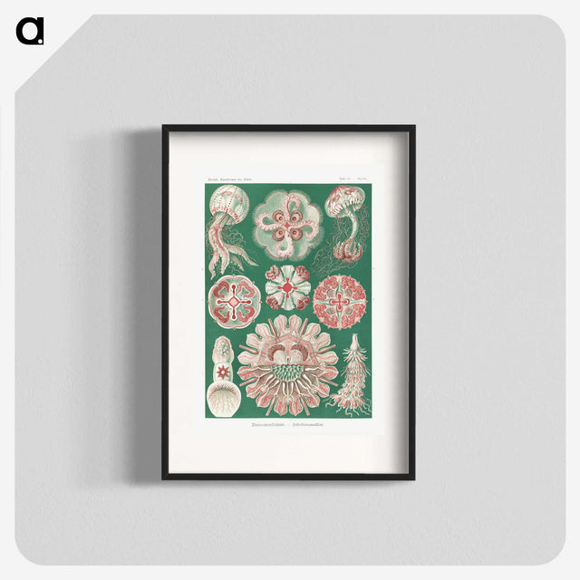 1-10_Ernst-Haeckel_blk