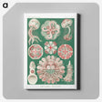 1-10_Ernst-Haeckel_canvas