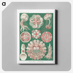 1-10_Ernst-Haeckel_canvas