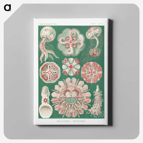1-10_Ernst-Haeckel_canvas