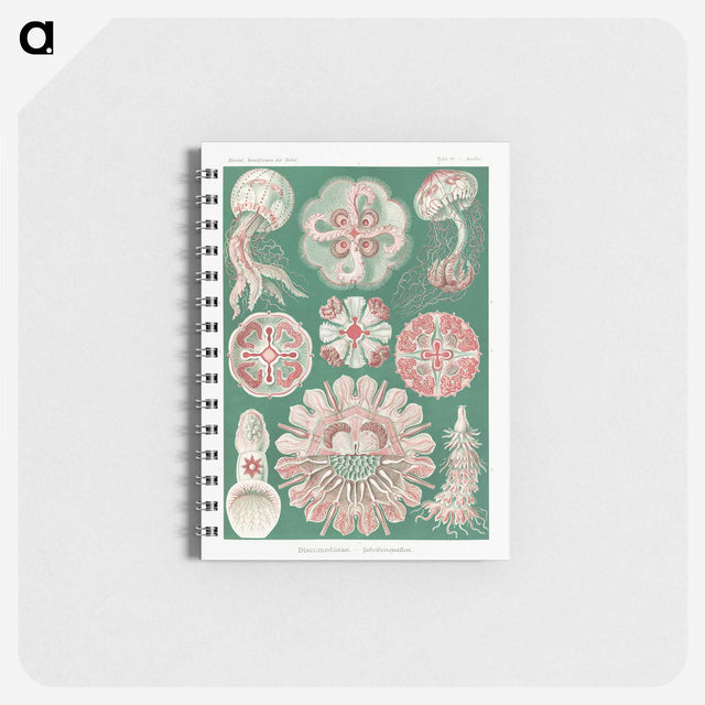 1-10_Ernst-Haeckel_memo