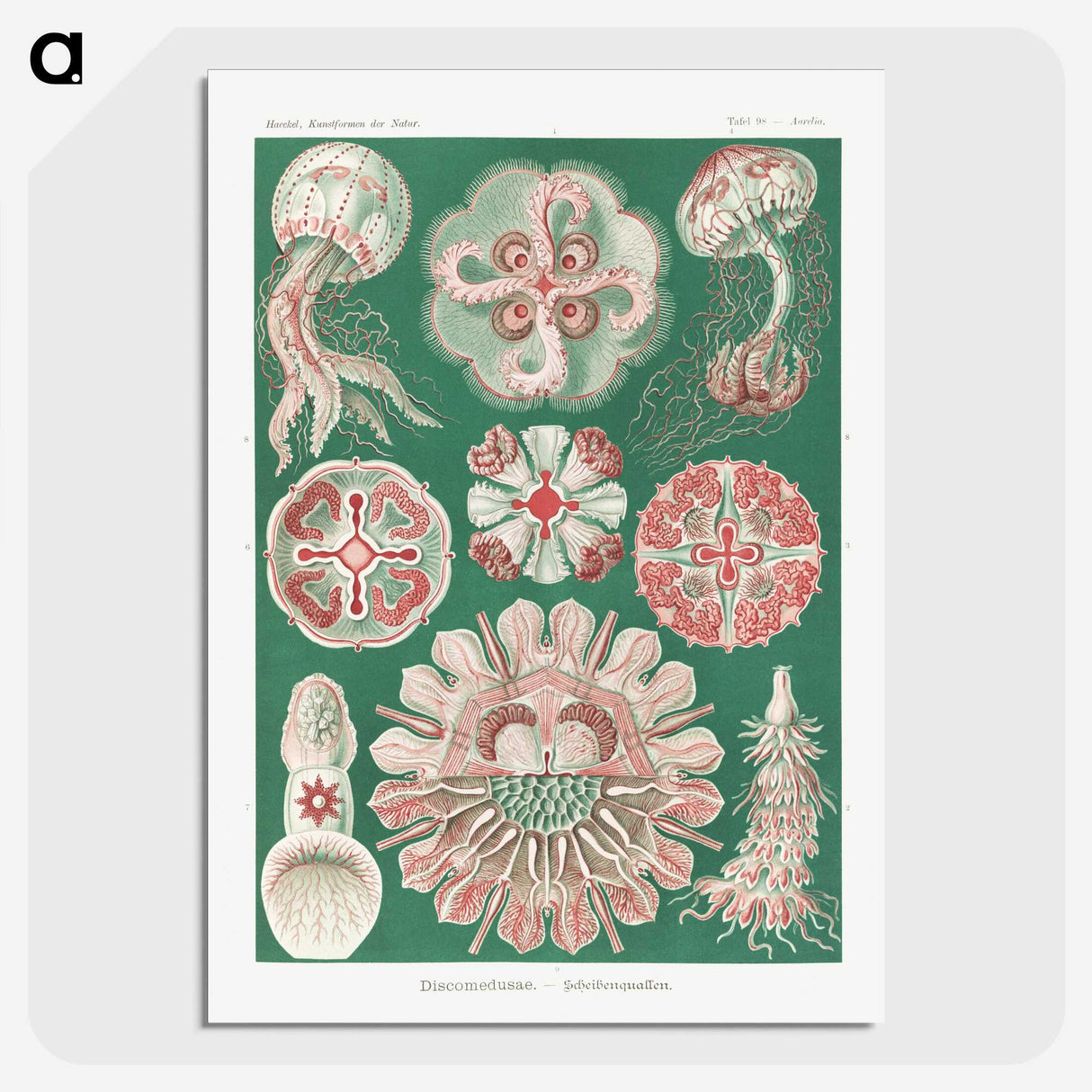 1-10_Ernst-Haeckel_picture-crop