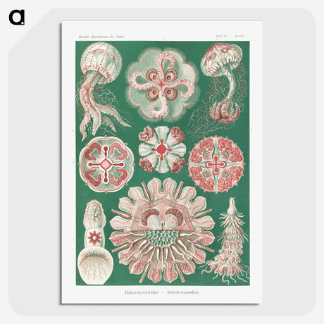 1-10_Ernst-Haeckel_picture-crop