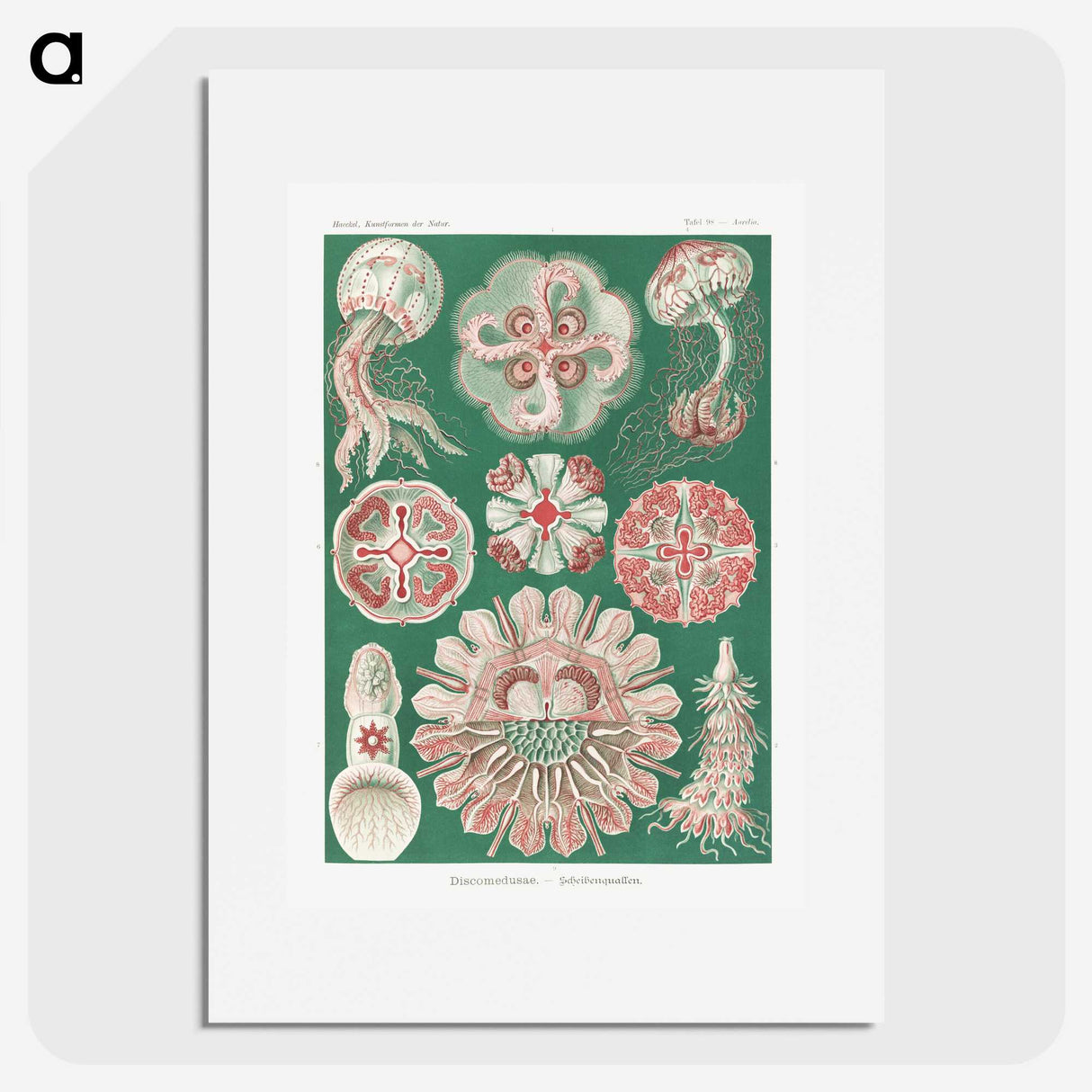 1-10_Ernst-Haeckel_picture