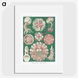 1-10_Ernst-Haeckel_picture