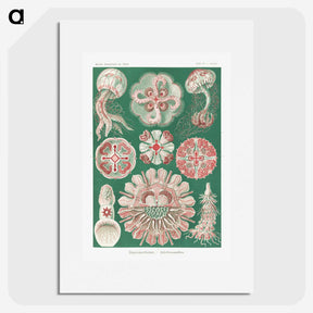 1-10_Ernst-Haeckel_picture