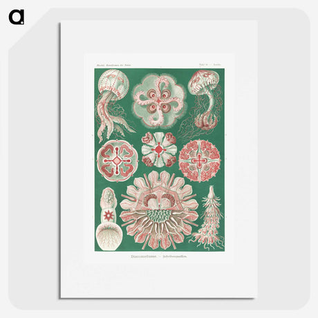 1-10_Ernst-Haeckel_picture