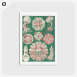 1-10_Ernst-Haeckel_postcard