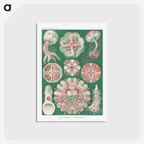 1-10_Ernst-Haeckel_postcard