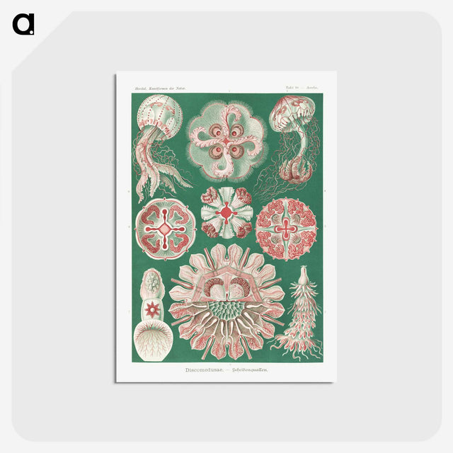1-10_Ernst-Haeckel_postcard
