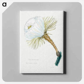 アートパネル-Snake Cactus Flower
 - サボテン科 Canvas.