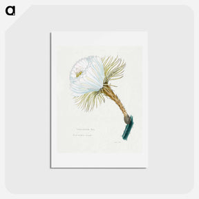 アートポストカード-Snake Cactus Flower
 - サボテン科 Postcard.