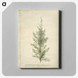 1-10_Georg-Dionysius-Ehret_canvas