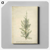 1-10_Georg-Dionysius-Ehret_canvas