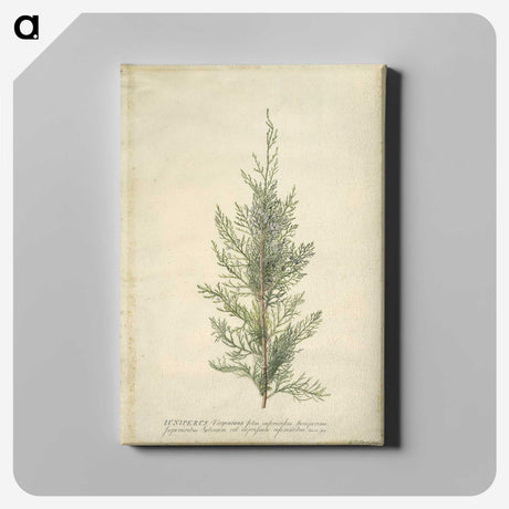 1-10_Georg-Dionysius-Ehret_canvas