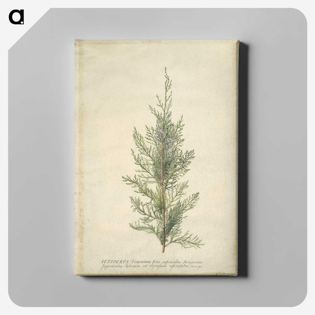1-10_Georg-Dionysius-Ehret_canvas