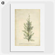 1-10_Georg-Dionysius-Ehret_picture