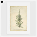 1-10_Georg-Dionysius-Ehret_picture