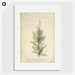 1-10_Georg-Dionysius-Ehret_picture